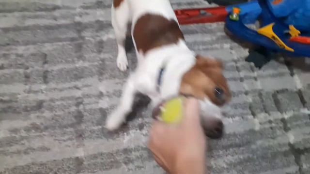 Джек Рассел терьер ( Jack Russell Terrier)