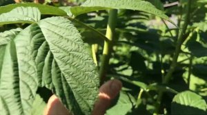 Малина «Таганка» ? Обзор сорта