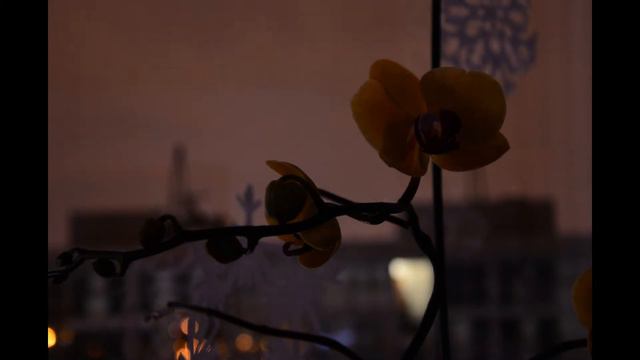 Orchid blossom timelapse hd смотреть онлайн