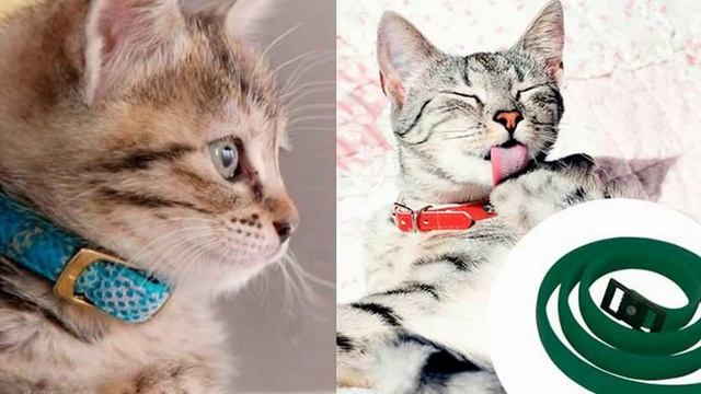 ошейник для кошек чистотел смотреть онлайн