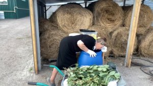 Солёные арбузы- деликатес из моего детства.