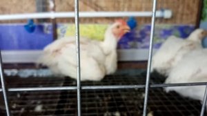 Бройлер и доминант 37 дней разница.