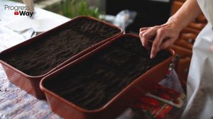 Когда начинать сеять перцы, томаты, баклажаны? 2 самых главных правила.