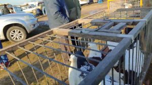 Ярмарка голубей в Крымске 10.03.2024#птицы #pigeon #голуби #ярмарка