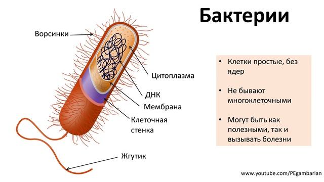 Строение вирусов и бактерий. Бактерии 5 класс. Внешнее строение бактерий. Внутреннее строение бактерии.