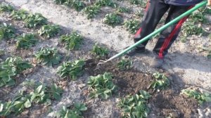 Как правильно подготовить клубнику к зимовке - наглядно и коротко!