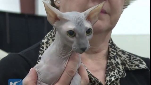 Cat Show In Vancouver- Rare Peterbald, Sphinx, Cornish Rex, Maine Coon & Singapura