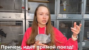 Как лечить понос и запор у шиншилл?