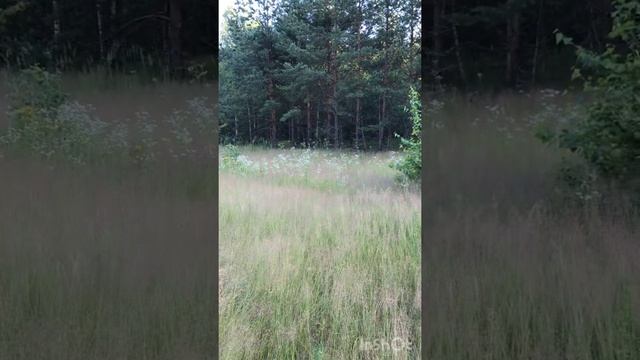 При грозе в дерево попала молния! смотреть онлайн