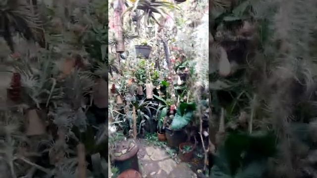 Tillandsia - Garneta Nursery - Part 1 смотреть онлайн