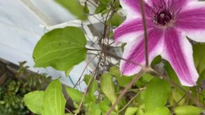 Clematis/ Nelly Moser Clematis. In zone 5b 🇺🇸