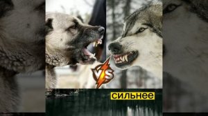 Матёрый волк против Кангала! ВЕРСУС!!!!