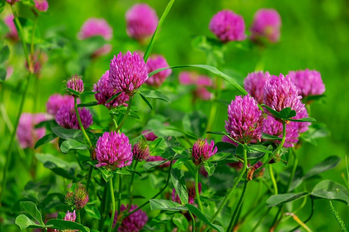 Красный Клевер Trifolium pratense