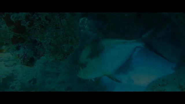 Куба 2021 дайвиг смотреть онлайн