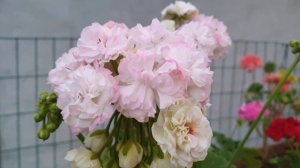Таира Любовь Орлова