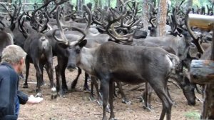 Эвенки. Возвращение стада оленей