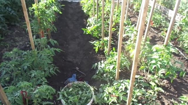 МУЛЬЧИРОВАТЬ ИЛИ РЫХЛИТЬ ПОЧВУ? Ольга Чернова. смотреть онлайн