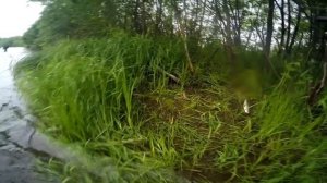 Ловля симы на червя от Berkley