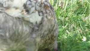 ПЕРВОЕ ЯЙЦО КИТАЙСКОЙ ШЕЛКОВОЙ КУРОЧКИ!