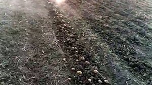 Копаем картошку мотоблоком зубр кх 31 2017г.mp4