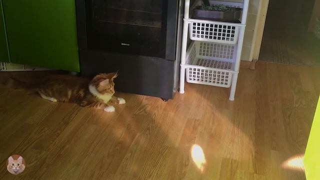 Мейн - кун играет с солнечным зайчиком!! смотреть онлайн