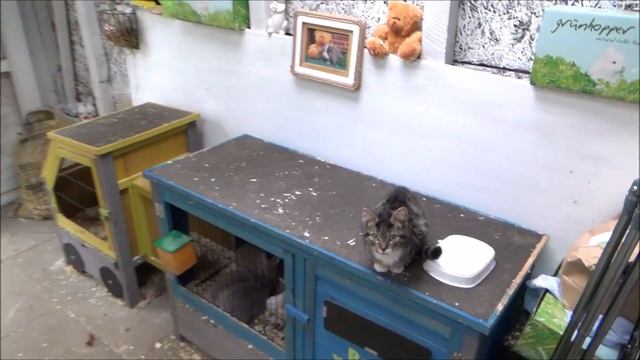 Крольчата новорожденные. Декоративное кролиководство в домашних условиях, декоративные кролики