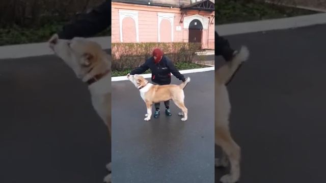 Выпускник питомника ТИМЕРТАШ НАДИР (Вологда) 6 мес Сыночек Авроры и Шика Спасибо владельцам за виде смотреть онлайн