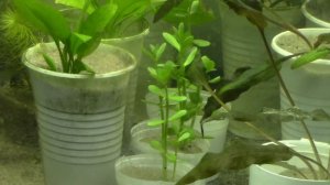 Аквариумные растения в стаканчиках.