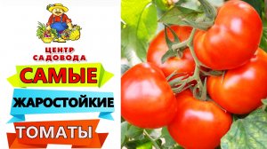 САМЫЕ ЖАРОСТОЙКИЕ ТОМАТЫ! ТОП-10. Готовы к жаре и засухе!