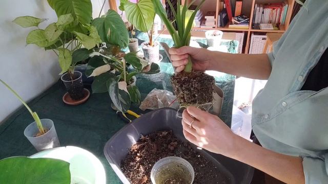 Vlog #6 : venez rempoter avec moi pour l'automne ! Substrat, conseils et fails 🌿 смотреть онлайн