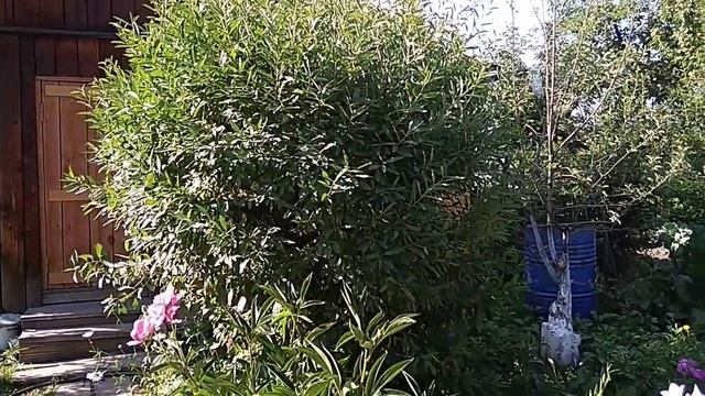 МИНДАЛЬ декоративный. Обрезка и уход за миндалем декоративным.