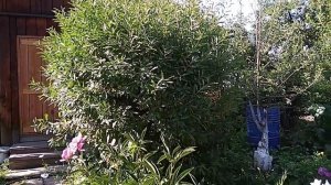 МИНДАЛЬ декоративный. Обрезка и уход за миндалем декоративным.