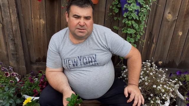 Георгины карликовые,вегетативные,няшные растения.