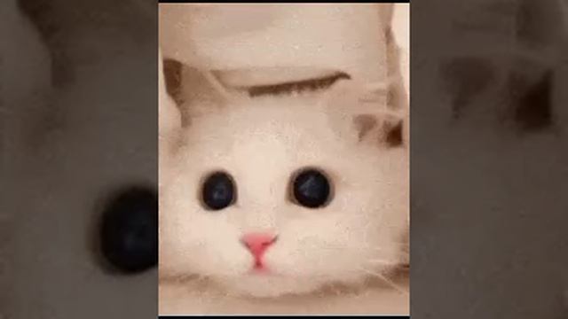 Котики#1 смотреть онлайн