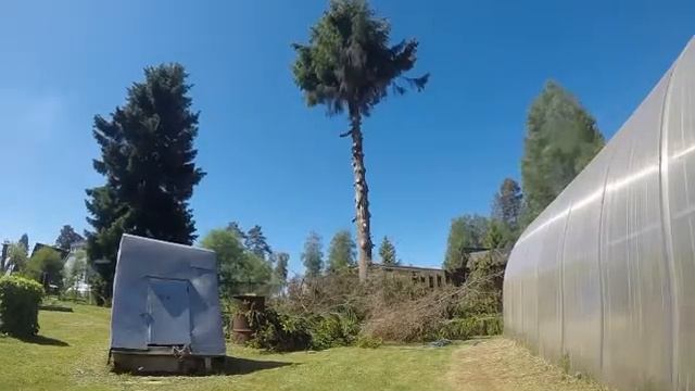 Спилили опасно наклонившуюся ель?/ Arborists cut down a large spruce tree, in difficult conditions
