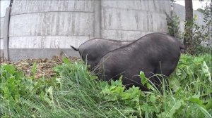 вьетнамские свиньи. бизнес-план на продажи поросят ( Подворье TV)