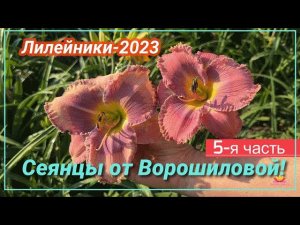Сеянцы лилейников Ворошиловой. Часть 5 / Сад Ворошиловой