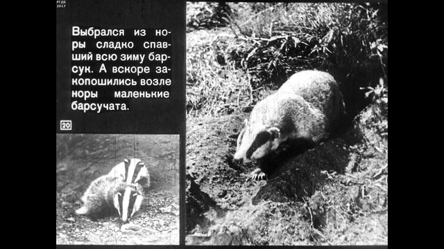 Диафильм Сезонные изменения в жизни животных /по природоведению для 2 класса/