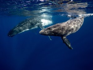 Звуки китов в океане  для сна и релакса. Пение китов под водой