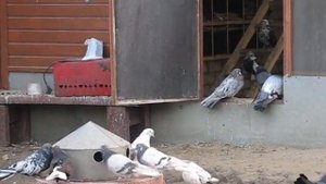 Николаевские голуби Сергея Родионова. (Немного обо всём.) Волгоград. Часть 134