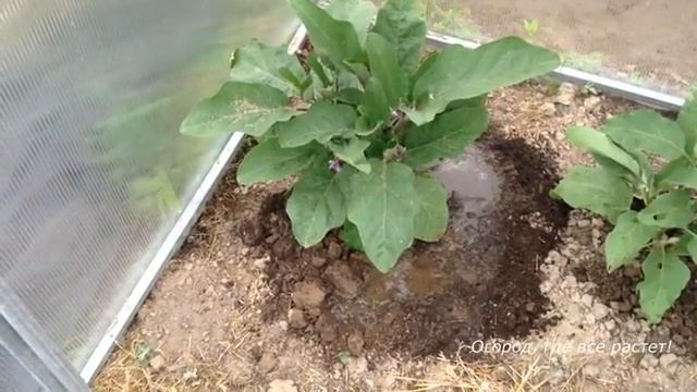 Как пересадить баклажаны с открытого грунта в теплицу.mp4 смотреть онлайн