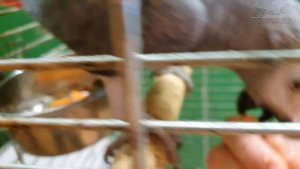 как я содержу попугаев | кормление крупных птиц