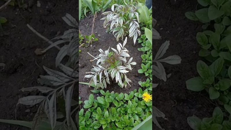 Бархатцы сгорели на солнце
