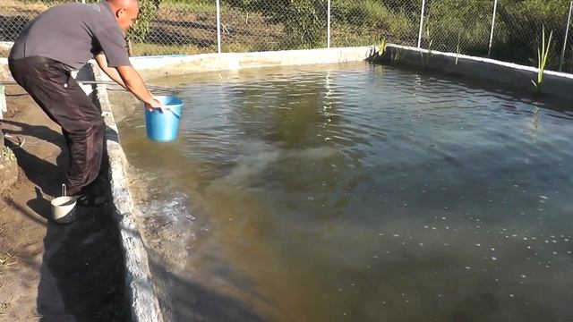 ??? Вносим известь в пруд Чтобы вода не цвела Известкование пруда Как очистить воду #ПавелВоеводски смотреть онлайн