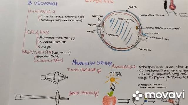 Биология 8 класс тема :Строение Зрительного анализатора