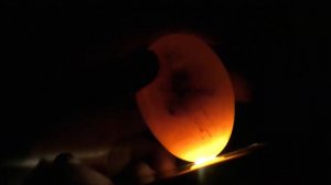 Пятый день инкубации куриных яиц