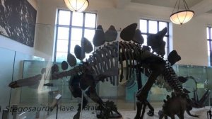 #2-3 Американский музей естественной истории, Нью-Йорк