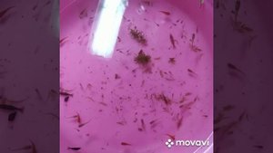 Аквариум без грунта.