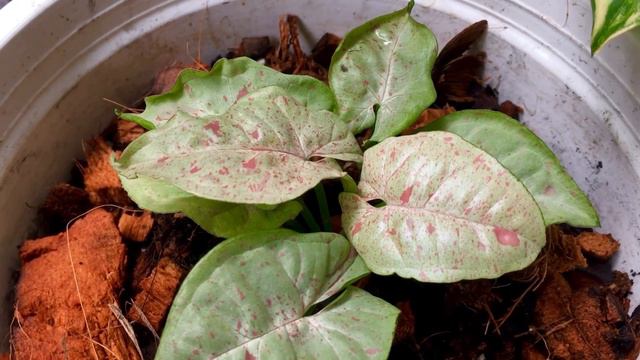 Milk confetti смотреть онлайн