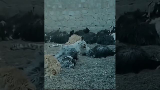 Snow leopard on the hunt